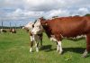 Estudio revela los escenarios posibles de la industria de la carne bovina y ovina de Chile al 2030