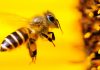 Investigación demuestra efectos dañinos de líneas eléctricas en abejas y en polinización