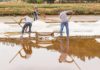Salineros de Cardenal Caro pronostican una buena temporada en la cosecha de la sal de mar