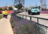 Municipalidad de Rancagua ha plantado más de mil árboles nativos en diferentes sectores de la ciudad