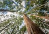 Agroseguros del Minagri dispone seguro forestal con subsidio estatal para proteger plantaciones de pino y eucalipto