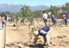 Programa de plantación y recambio: Más de cien árboles son plantados en sector poniente de la Rancagua