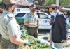 Carabineros decomisó más de 6.500 plantas de marihuana en Puente Negro