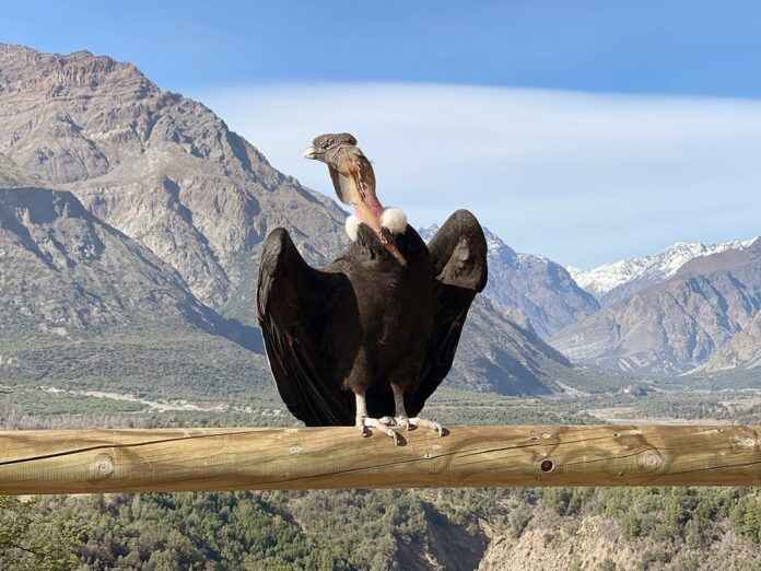 CONDOR1