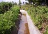 Día contra la desertificación y la sequía: pequeños agricultores pueden ser protagonistas para mejorar sus sistemas de riego y suelos
