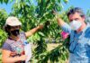 Corfo apoya desarrollo de variedades de cerezas 100% chilenas para fortalecer crecimiento y exportaciones