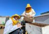 En la Universidad de O’Higgins ya suman la apicultura a la malla obligatoria de Medicina Veterinaria