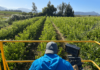 Agricultura sustentable: El futuro de la producción de alimentos
