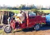 Con su esfuerzo y el apoyo de INDAP tres pequeños agricultores de Chépica consolidan sus proyectos