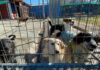 Municipalidad de Rancagua hace un llamado a adoptar perritos del Canil Municipal