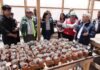 Inauguran en pleno Desierto de Atacama el primer centro de cactus rescatados