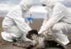 SAG O’Higgins intensifica trabajo para la atención de denuncias de influenza aviar