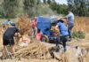 Piden suspender faenas agrícolas con maquinaria en el sur ante ola de calor