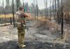 Carabineros detiene a autor de incendio forestal en Las Cabras