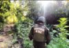 Histórico decomiso en O’Higgins: Carabineros OS7 de Rancagua incautó 18.113 plantas de marihuana