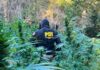 PDI detectó cultivo de cannabis avaluado en más de $410 millones en Pichilemu