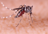 Último reporte del Minsal sobre dengue da cuenta de 135 casos en Chile continental