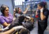 Alcalde anuncia querella por grave caso de abandono animal en Rancagua