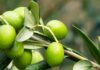 Con tecnología de punta, buscan proteger de forma sostenible más de 4.000 hectáreas de olivos en O’Higgins