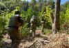 OS-7 Rancagua incauta 4.567 plantas de Cannabis de más de 2 mts de altura