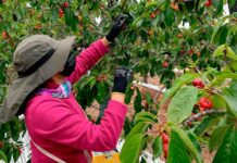 Mujer y mercado laboral en O’Higgins: carencias e ingresos bajo la lupa