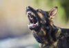 Perros asilvestrados: La millonaria amenaza que diezma la ganadería chilena