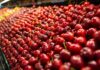 Cerezas chilenas: una temporada compleja en producción y comercialización