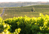 Viña Concha y Toro refuerza su compromiso con la reducción del CO2