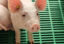 Investigación evalúa uso de música como herramienta innovadora para bienestar de cerdos en sistemas productivos