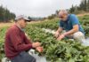 Plaga microscópica amenaza la frutilla y un nuevo sistema busca combatirla