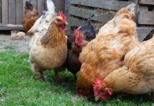 Ministerio de Agricultura llama a reforzar medidas de seguridad en gallineros por brotes de gripe aviar en diversas regiones