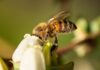 Comenzó obligación de avisar la aplicación de plaguicidas Moderadamente Tóxicos para las abejas