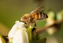 Comenzó obligación de avisar la aplicación de plaguicidas Moderadamente Tóxicos para las abejas