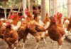 Seremi de Agricultura de O’Higgins llama a reforzar medidas de seguridad en gallineros ante riesgo de Influenza Aviar