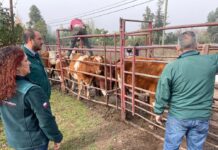 Conmemoración del Día de la Brucelosis Bovina en la Región de O’Higgins: Un Legado de Sanidad y Compromiso