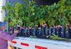 Impulsan recuperación del sector papayero en la costa de Ñuble con entrega de más de 2.700 plantas