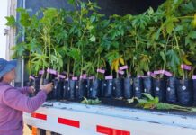 Impulsan recuperación del sector papayero en la costa de Ñuble con entrega de más de 2.700 plantas