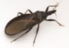Diagnóstico de Chagas se fortalece en O’Higgins: red se posiciona como centro confirmador