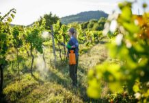 Estudian la posible asociación entre exposición a plaguicidas y cáncer de mama en mujeres rurales del Maule