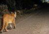 Reportan avistamiento de puma en Isla de Briones comuna de San Fernando