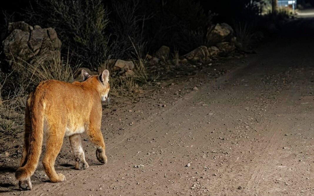 PUMA