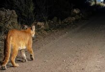 Reportan avistamiento de puma en Isla de Briones comuna de San Fernando