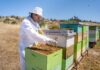 Ministerio de Agricultura y AGROSEGUROS refuerzan llamado a proteger colmenas mediante el seguro apícola con subsidio estatal