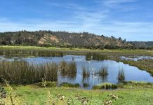 Seremi del Medio Ambiente destaca el rol estratégico de los humedales frente al sistema frontal
