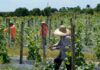 Nuevas medidas migratorias ayudarán a llegada de trabajadores temporales de la agricultura: Habrá facilidades para residencias temporales