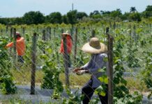 Nuevas medidas migratorias ayudarán a llegada de trabajadores temporales de la agricultura: Habrá facilidades para residencias temporales