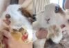 Jornadas de adopción responsable buscan encontrar hogar para animales rescatados