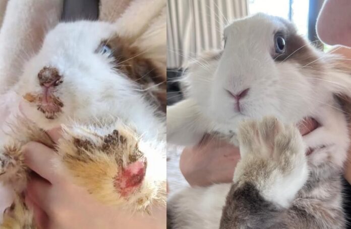 conejos