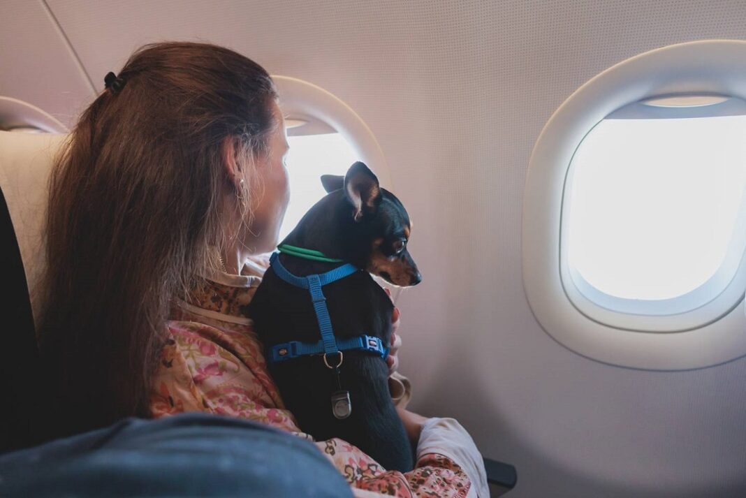 mascotas-viajes