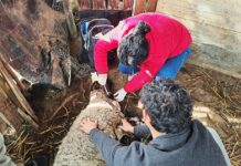 SEREMI de Agricultura realiza operativo para prevenir ataques de animales de libre deambular al ganado y fauna silvestre